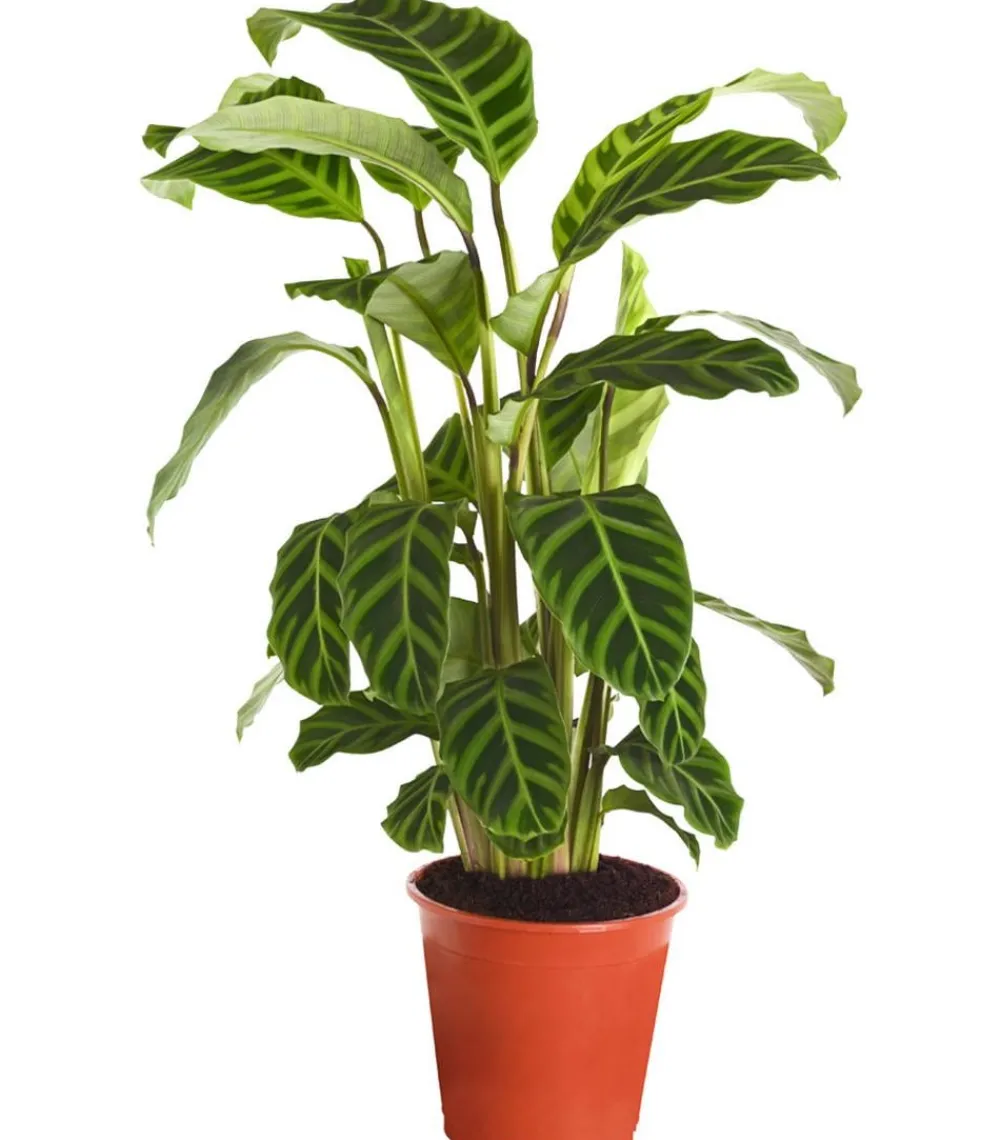 Dehner Calathea & Alocasia|Grünpflanzen - Korbmarante - Calathea zebrina