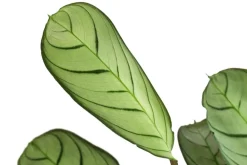 Dehner Calathea & Alocasia|Grünpflanzen > Korbmarante - Ctenanthe burle-marxii