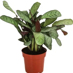 Dehner Calathea & Alocasia|Grünpflanzen > Korbmarante - Ctenanthe burle-marxii