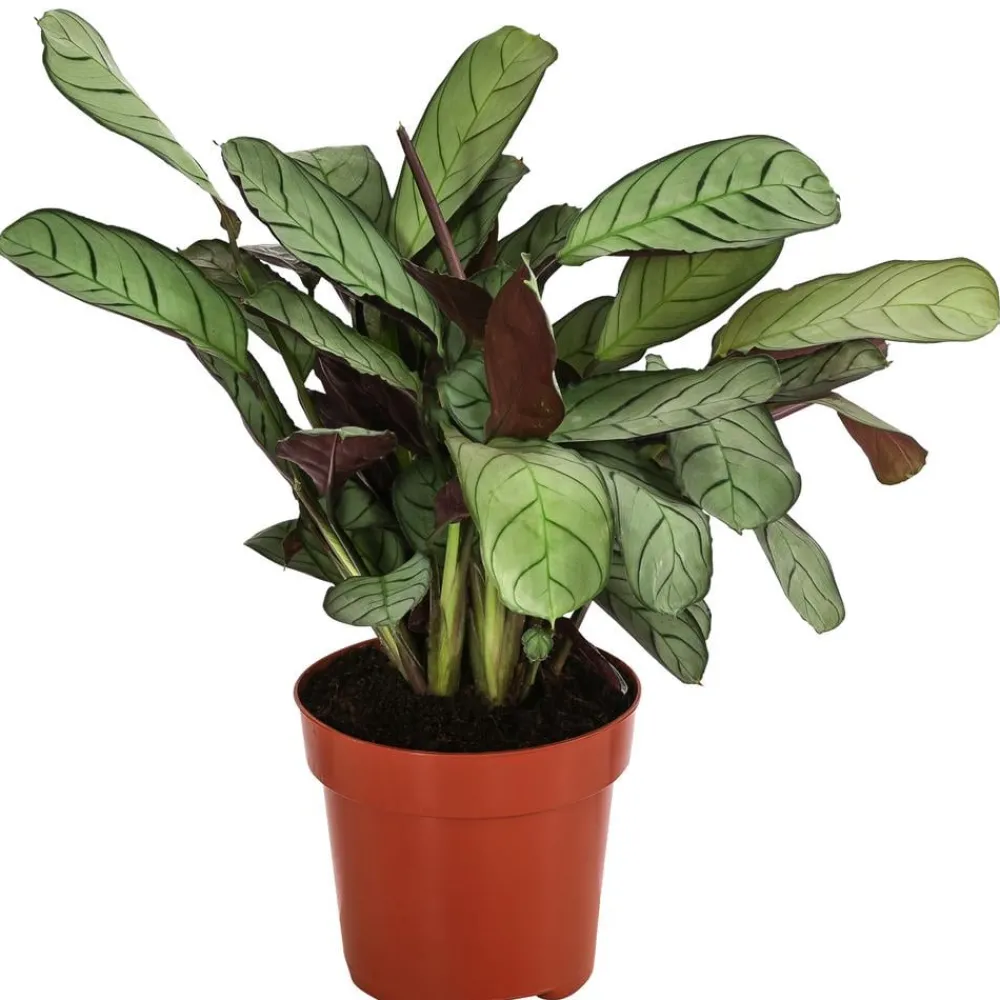 Dehner Calathea & Alocasia|Grünpflanzen > Korbmarante - Ctenanthe burle-marxii