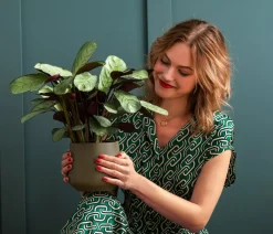 Dehner Calathea & Alocasia|Grünpflanzen > Korbmarante - Ctenanthe burle-marxii