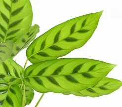 Dehner Calathea & Alocasia|Grünpflanzen > Korbmarante 'Leopardina'
