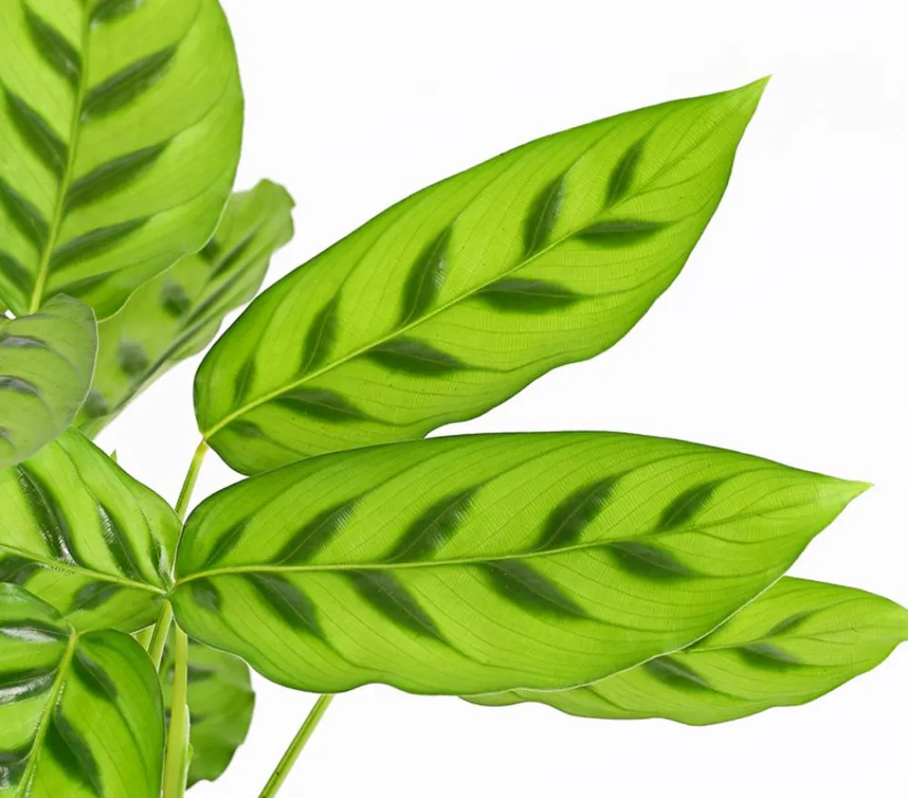 Dehner Calathea & Alocasia|Grünpflanzen - Korbmarante 'Leopardina'