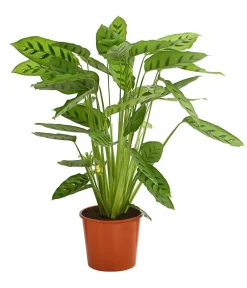 Dehner Calathea & Alocasia|Grünpflanzen - Korbmarante 'Leopardina'