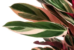 Dehner Korbmarante - Strohmanthe sanguinea 'Triostar' Online