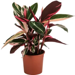 Dehner Calathea & Alocasia|Grünpflanzen - Korbmarante - Strohmanthe sanguinea 'Triostar'