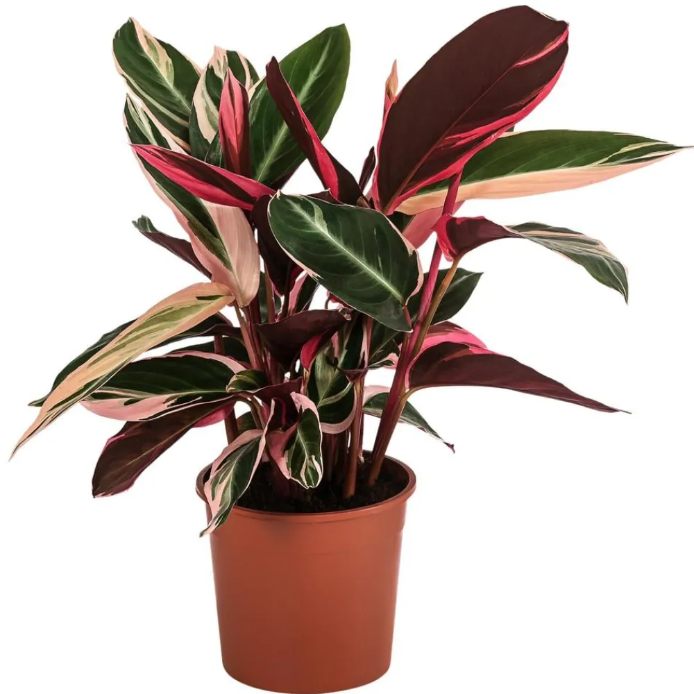 Dehner Calathea & Alocasia|Grünpflanzen - Korbmarante - Strohmanthe sanguinea 'Triostar'