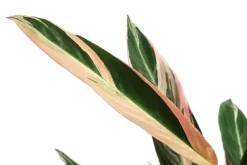Dehner Calathea & Alocasia|Grünpflanzen - Korbmarante - Strohmanthe sanguinea 'Triostar'