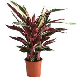 Dehner Calathea & Alocasia|Grünpflanzen - Korbmarante - Strohmanthe sanguinea 'Triostar'