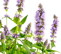 Dehner Koreanische Minze 'Blue Fortune' Lavendel Sale