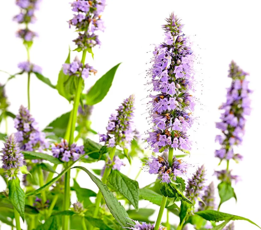 Dehner Koreanische Minze 'Blue Fortune' Lavendel Sale