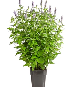 Dehner Koreanische Minze 'Blue Fortune' Lavendel Sale