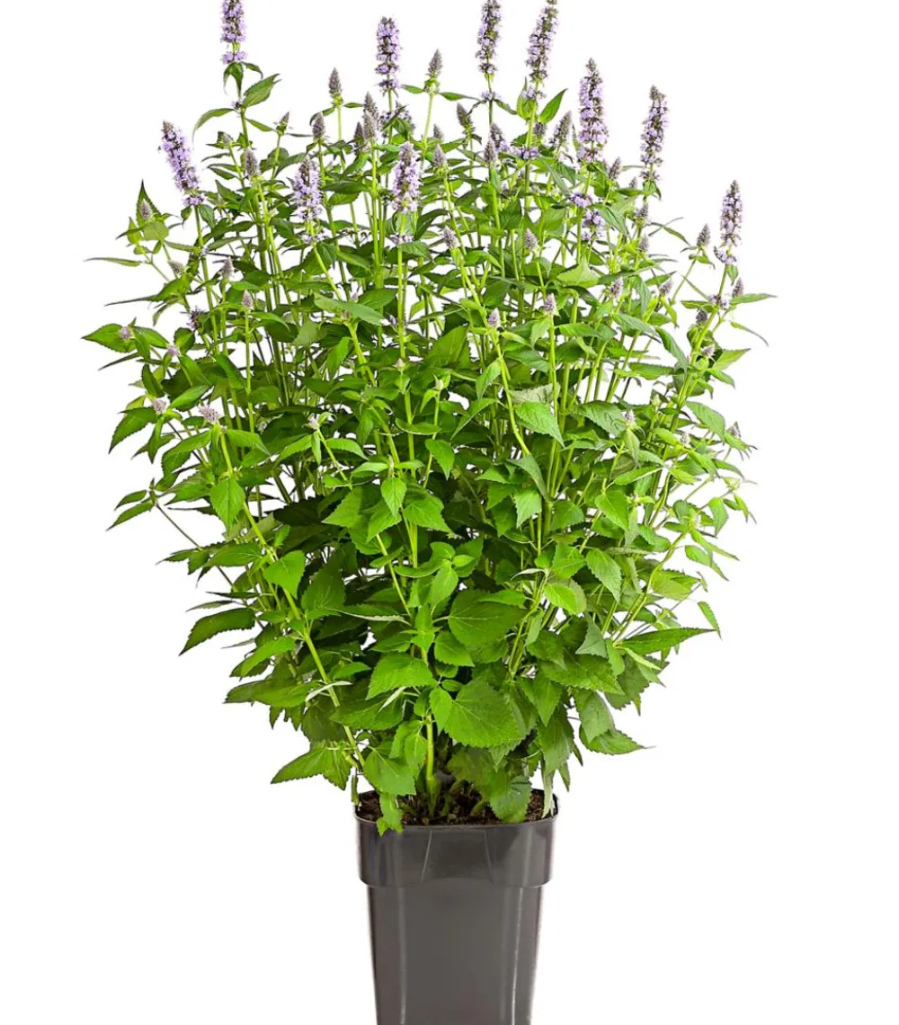 Dehner Koreanische Minze 'Blue Fortune' Lavendel Sale