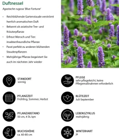 Dehner Koreanische Minze 'Blue Fortune' Lavendel Sale