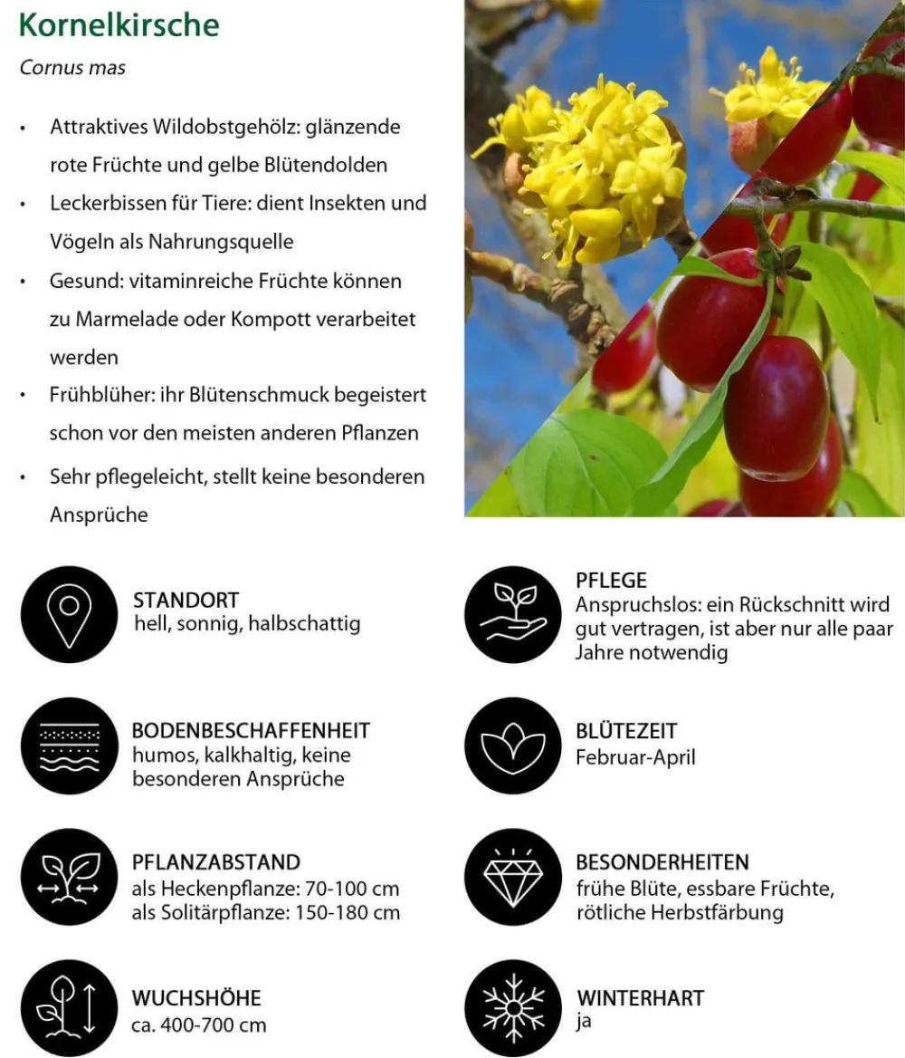 Dehner Natura Premium Laubgehölze|Vogelschutzhecken > Kornelkirsche
