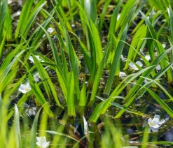 Dehner Aqua Teichpflanzen|Teichpflanzen - Krebsschere Weiß