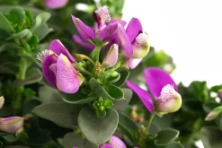 Dehner Terrassenpflanzen - Kreuzblume 'Bibi Pink' Lila