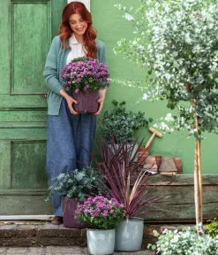 Dehner Terrassenpflanzen - Kreuzblume 'Bibi Pink' Lila