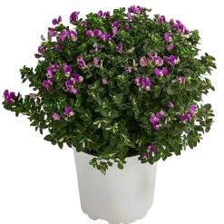 Dehner Terrassenpflanzen - Kreuzblume 'Bibi Pink' Lila
