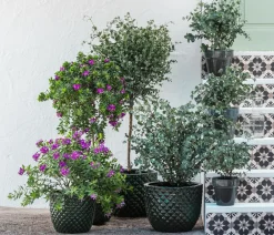 Dehner Terrassenpflanzen - Kreuzblume, Stämmchen Lila