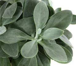 Dehner Sukkulenten - Kreuzkraut - Senecio cephalophorus Grün