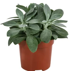 Dehner Sukkulenten - Kreuzkraut - Senecio cephalophorus Grün