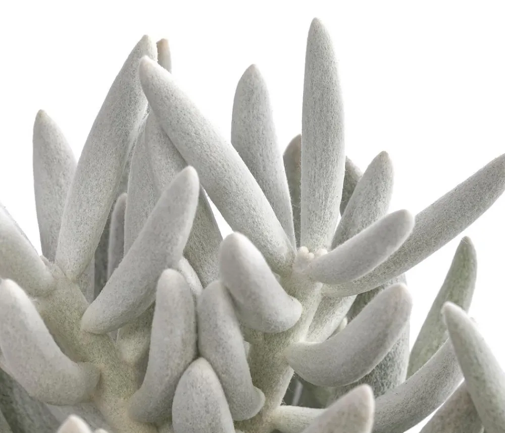 Dehner Sukkulenten - Kreuzkraut - Senecio 'Mont Blanc'