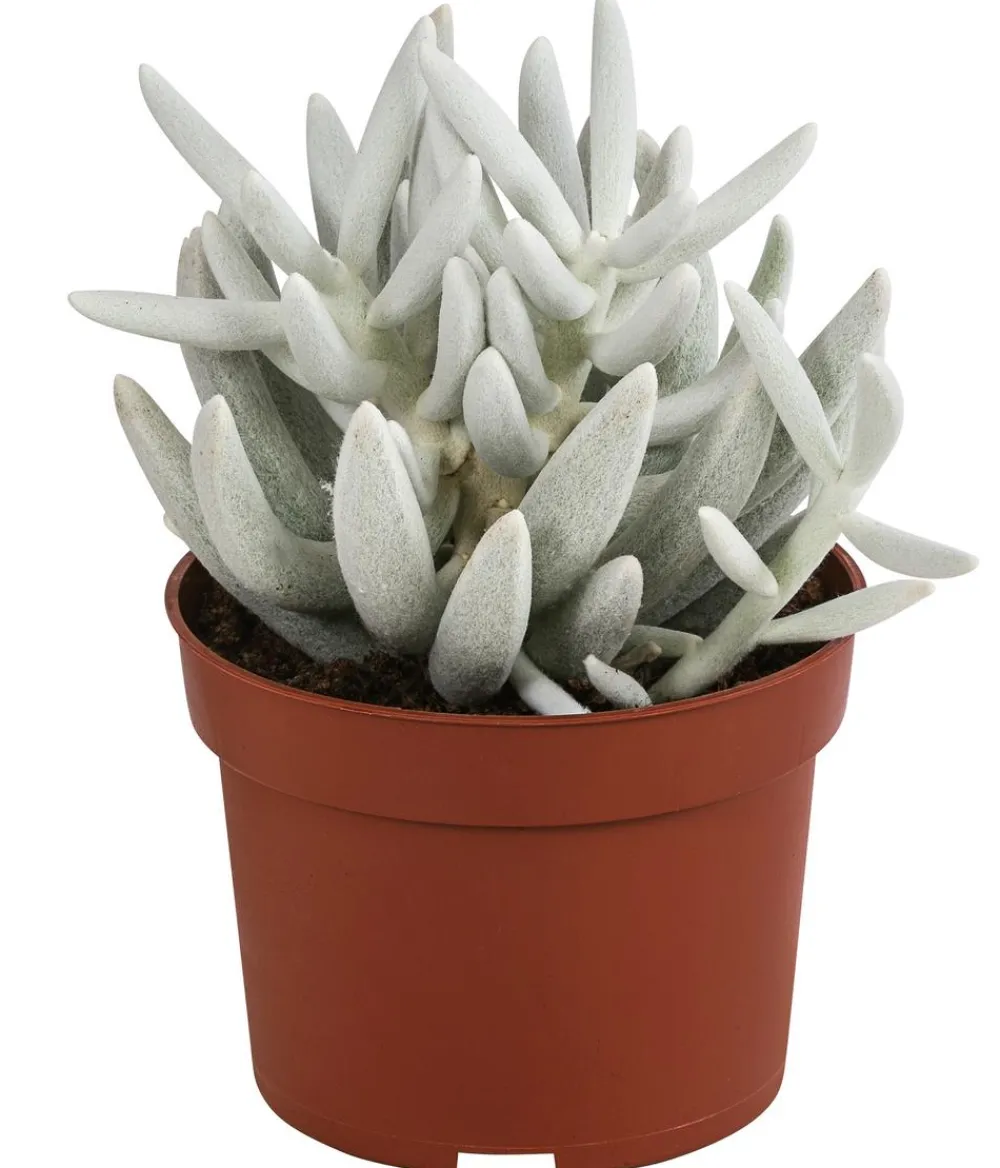Dehner Sukkulenten - Kreuzkraut - Senecio 'Mont Blanc'