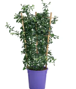 Dehner Kriechende Säckelblume Blau Outlet