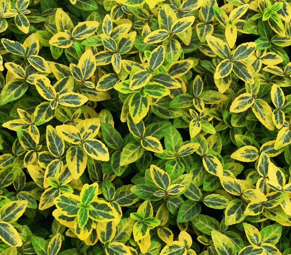 Dehner Grabschmuck & Grabgestaltung|Bodendecker & Efeu > Kriech-Spindelstrauch 'Emerald'n Gold'