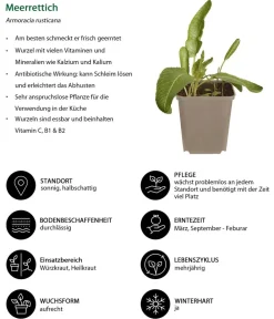 Dehner Kräuter-Sets > Kräuter-Set Aroma-Spezialisten, 3-teilig