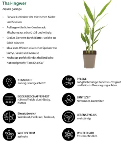 Dehner Kräuter-Sets > Kräuter-Set Aroma-Spezialisten, 3-teilig