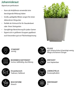 Dehner Kräuter-Set Bienenkräuter, 6-teilig Sale