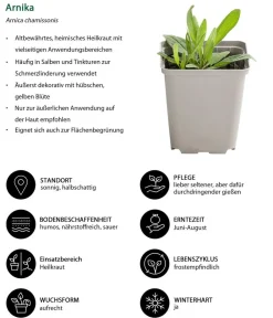 Dehner Kräuter-Set Bienenkräuter, 6-teilig Sale