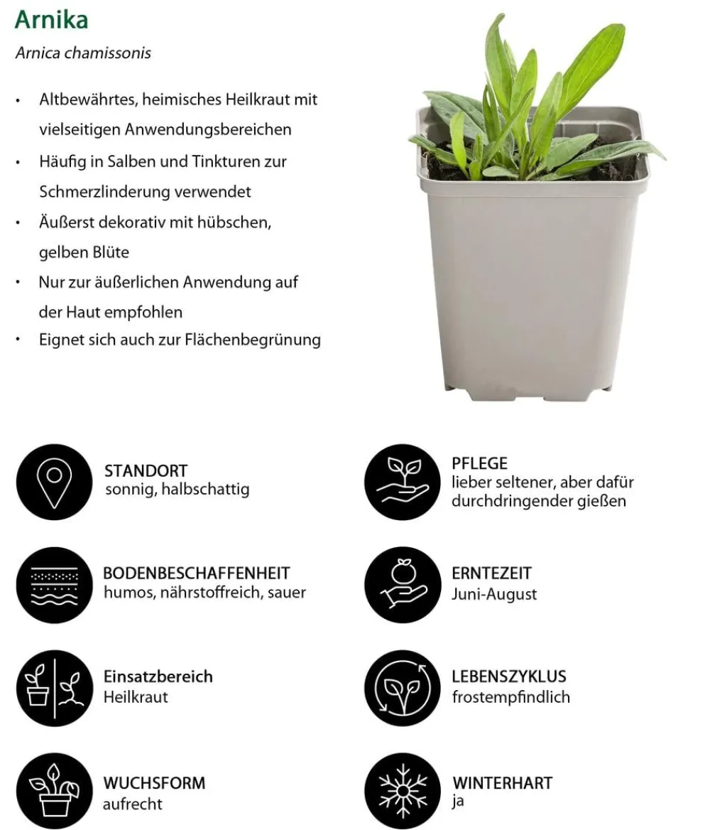 Dehner Kräuter-Set Bienenkräuter, 6-teilig Sale
