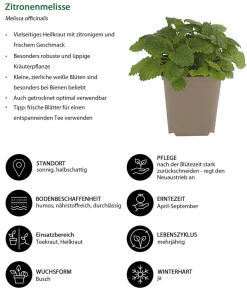 Dehner Kräuter-Set Bienenkräuter, 6-teilig Sale