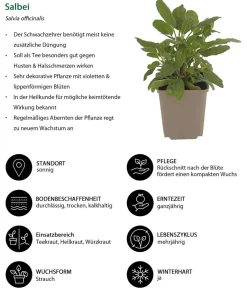 Dehner Garten- & Heilkräuter|Kräuter-Sets - Kräuter-Set Dufterlebnis, 6-teilig