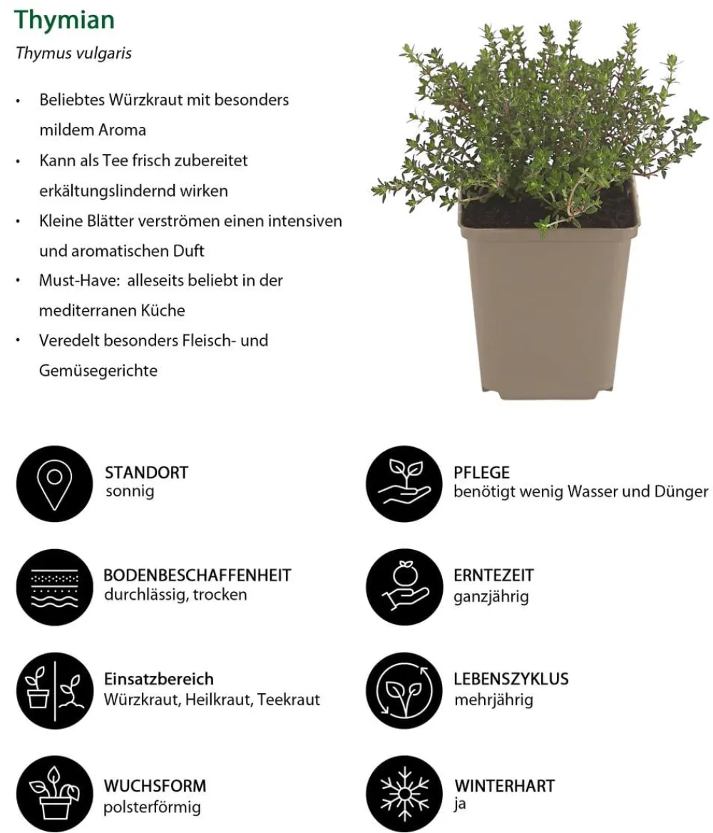 Dehner Kräuter-Set Feinschmecker, 6-teilig Online