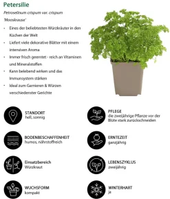 Dehner Kräuter-Set Feinschmecker, 6-teilig Online