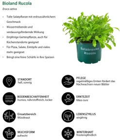 Dehner Kräuter-Sets|Küchenkräuter > Kräuter-Set Küchenkräuter, 6-teilig