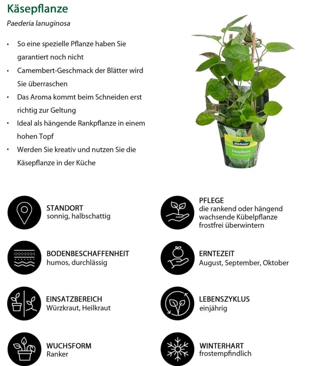Dehner Garten- & Heilkräuter|Küchenkräuter - Käsepflanze Grün