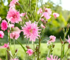 Dehner Steingartenstauden - Kuckucks-Lichtnelke 'Petite Jenny®' Rosa