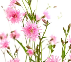 Dehner Steingartenstauden - Kuckucks-Lichtnelke 'Petite Jenny®' Rosa