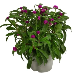 Dehner Terrassenpflanzen|Sommerblumen > Kugelamaranth