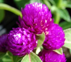 Dehner Terrassenpflanzen|Sommerblumen > Kugelamaranth