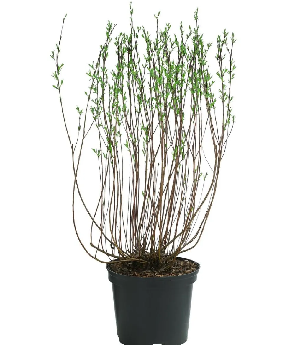Dehner Kugelweide 'Nana' Grün