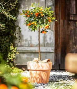 Dehner Zitruspflanzen|Terrassenpflanzen > Kumquat