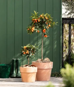 Dehner Zitruspflanzen|Terrassenpflanzen > Kumquat