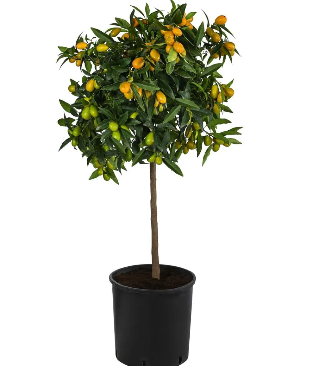 Dehner Zitruspflanzen|Terrassenpflanzen > Kumquat