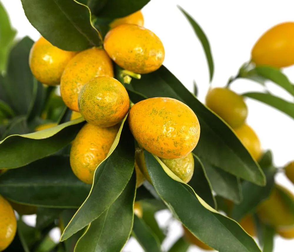 Dehner Zitruspflanzen|Terrassenpflanzen > Kumquat